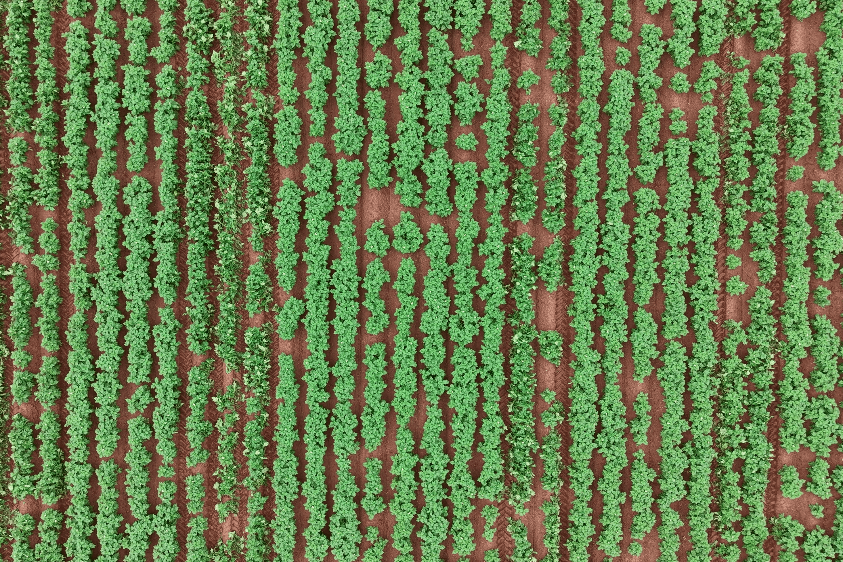 Close-up of the We-Rogue boom on a tractor working over potato rows