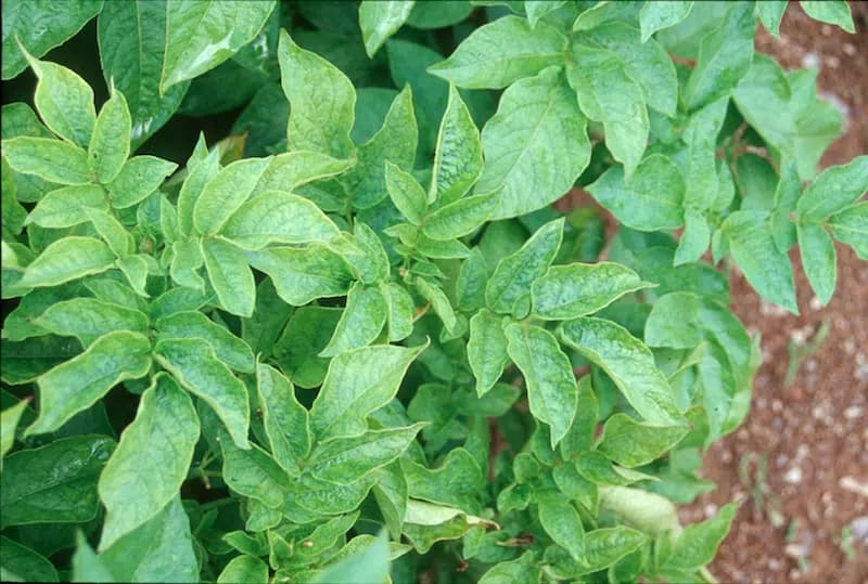 PVY can cause mosaic on potato leaves. (Photo Khalil I. Al-Mughrabi)