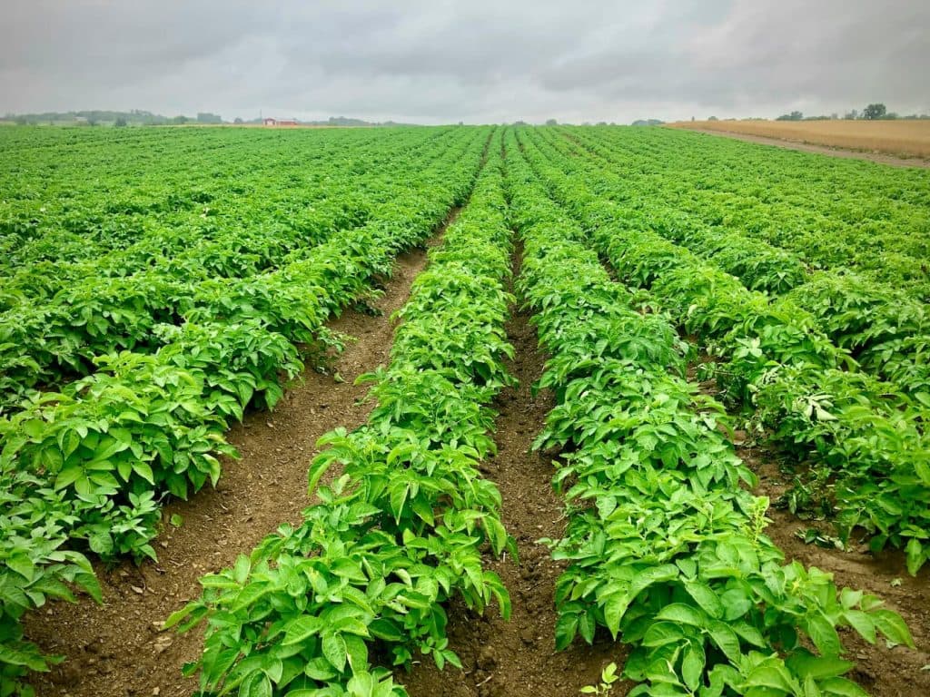 Image of a Potato Field